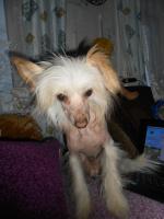 Голая Китайская хохлатая собака фото