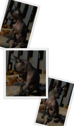 Голая Китайская хохлатая собака фото