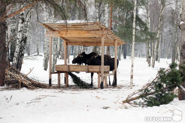 Лосиная биостанция фото