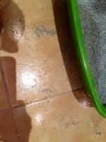 Наполнитель для кошачьего туалета Ever Clean Premium фото