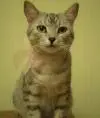 lorenza