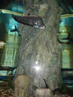 Океанариум Star&Mlad (Россия, Воронеж) фото