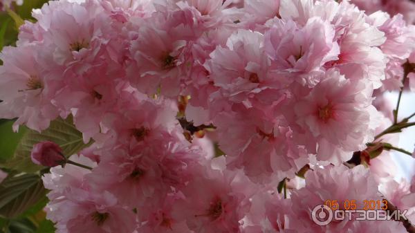 Цифровой фотоаппарат Sony Cyber-shot DSC-HX200