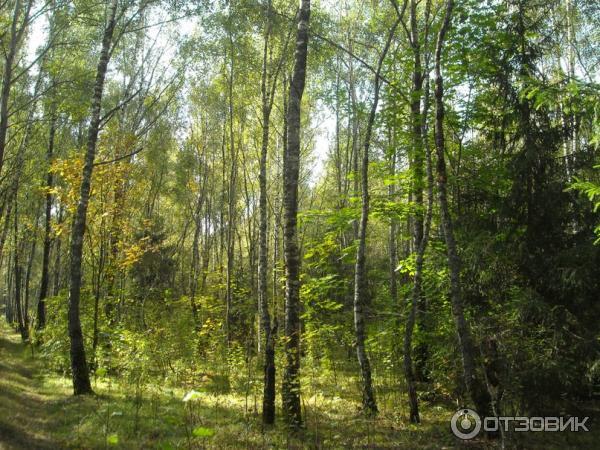 Национальный парк Лосиный Остров (Россия, Москва) фото