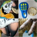 Интерактивный попугай Hasbro "Умный Кеша" фото