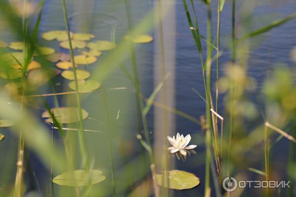 Древнее городище Аркаим (Россия, Челябинская область) фото