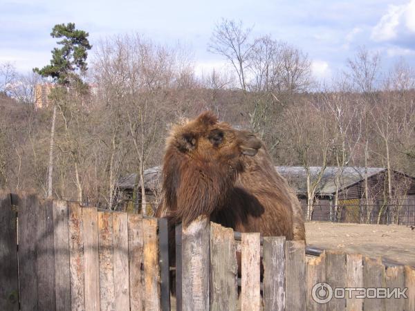 пражский зоопарк