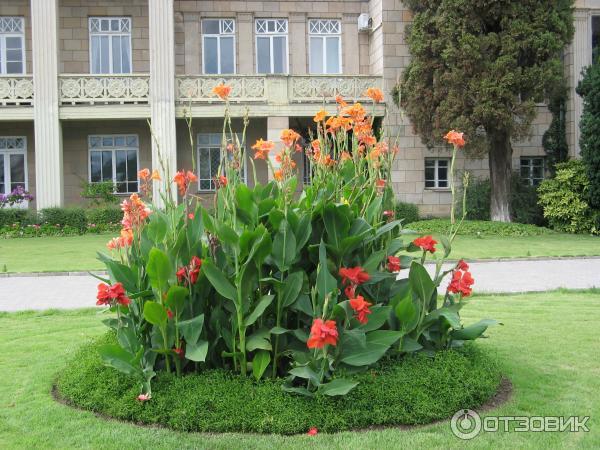 Никитский Ботанический сад (Украина, Ялта) фото