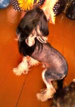 Голая Китайская хохлатая собака фото