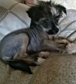 Голая Китайская хохлатая собака фото