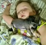 Голая Китайская хохлатая собака фото