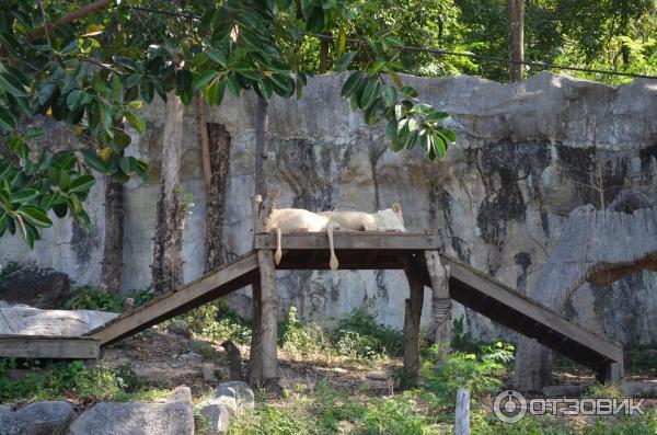 Зоопарк Khao Kheow Open Zoo (Тайланд, Паттайя) фото