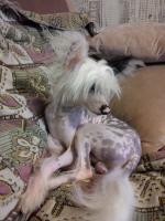 Голая Китайская хохлатая собака фото