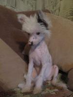 Голая Китайская хохлатая собака фото