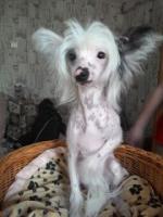 Голая Китайская хохлатая собака фото