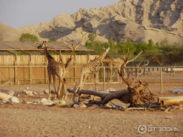 Зоопарк Аль-Айна (Al Ain Zoo) (ОАЭ, Аль-Айн) фото