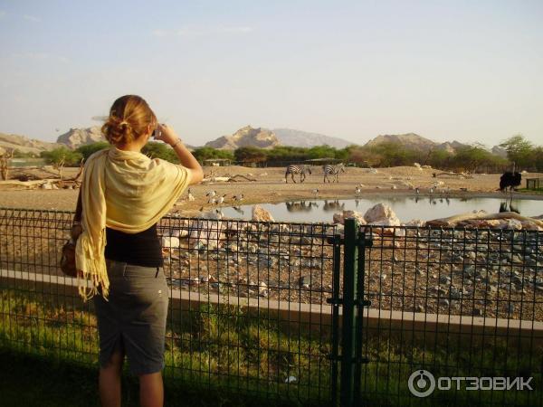 Зоопарк Аль-Айна (Al Ain Zoo) (ОАЭ, Аль-Айн) фото