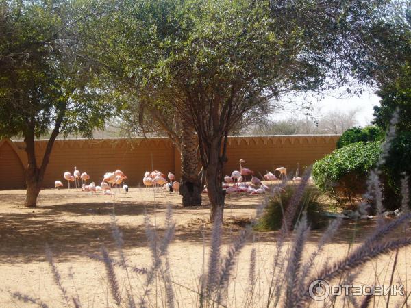 Зоопарк Аль-Айна (Al Ain Zoo) (ОАЭ, Аль-Айн) фото