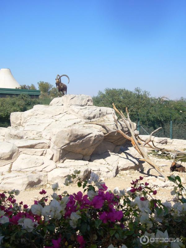 Зоопарк Аль-Айна (Al Ain Zoo) (ОАЭ, Аль-Айн) фото