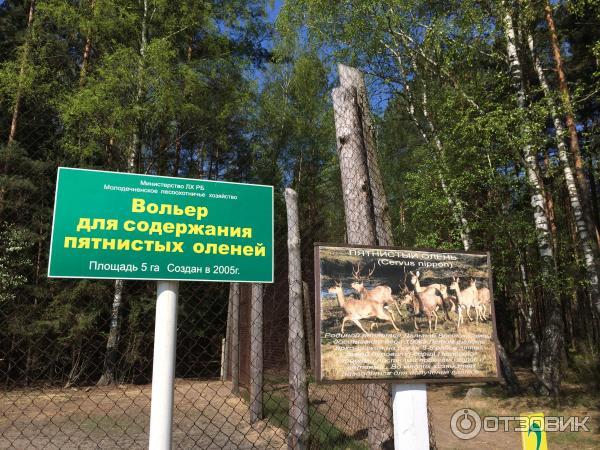 Гостевой дом Домик охотника в д. Вередово (Беларусь, Молодечно) фото