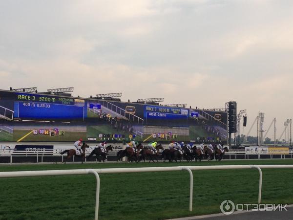 Конные скачки Dubai World Cup (Всемирный кубок Дубая) фото