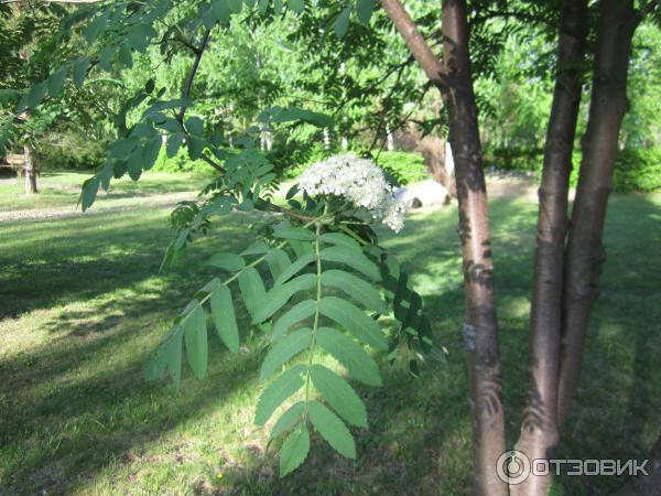 Санаторий-профилакторий ОЗОН (Россия, Оренбург) фото