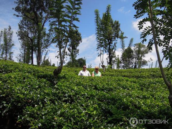 Чайные плантации острова Шри-Ланка