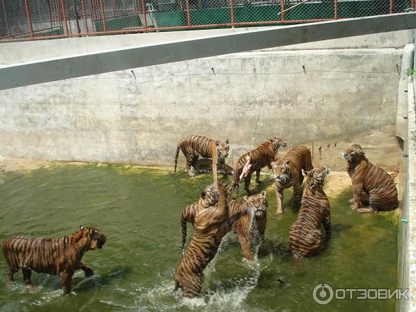 На экскурсии в Tiger Zoo