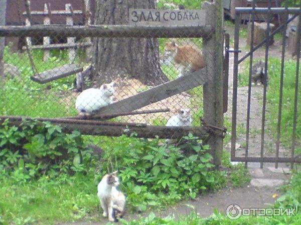 Поселок Вырица (Россия, Ленинградская область) фото