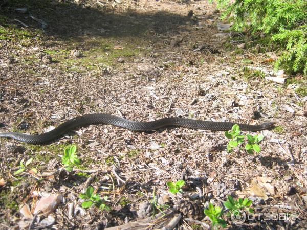 Поселок Вырица (Россия, Ленинградская область) фото