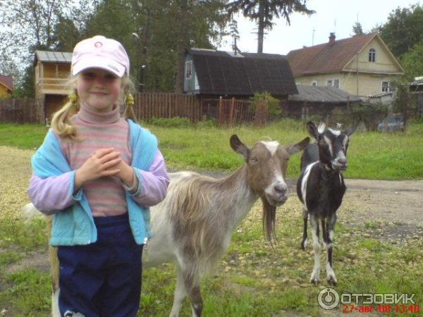 Поселок Вырица (Россия, Ленинградская область) фото