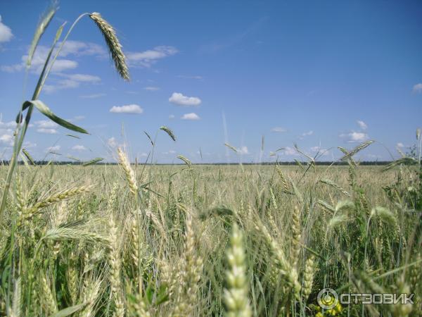 Село Дивеево (Россия, Нижегородская область) фото