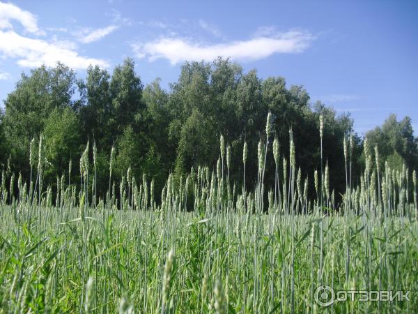 Село Дивеево (Россия, Нижегородская область) фото