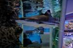 Океанариум "Морской аквариум на Чистых прудах" (Россия, Москва) фото