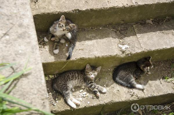 Тихвинский богородичный успенский мужской монастырь фото