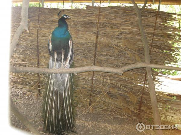 Храм иконы Божей Матери Живоносный источник фото