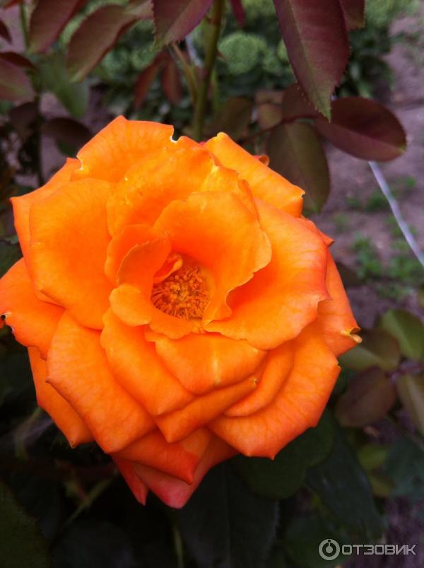 Храм иконы Божей Матери Живоносный источник (Россия, с. Петровка) фото