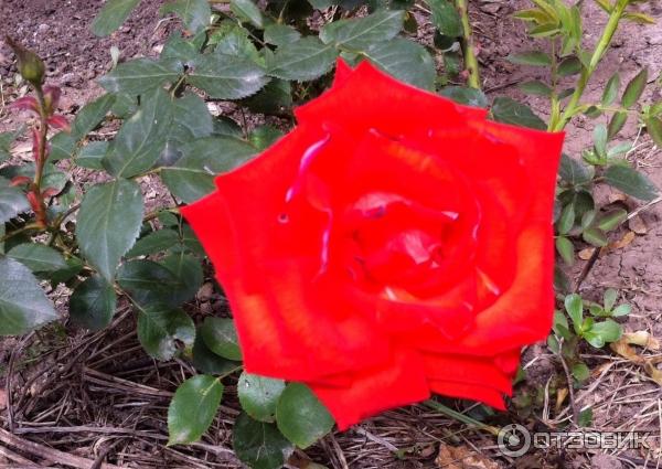 Храм иконы Божей Матери Живоносный источник (Россия, с. Петровка) фото