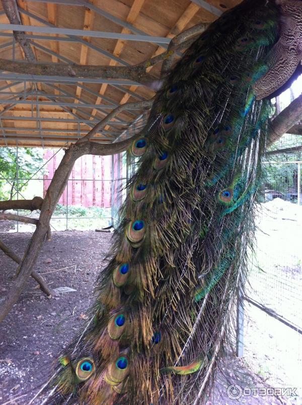 Храм иконы Божей Матери Живоносный источник (Россия, с. Петровка) фото