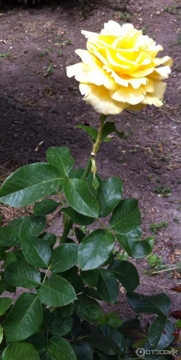 Храм иконы Божей Матери Живоносный источник (Россия, с. Петровка) фото