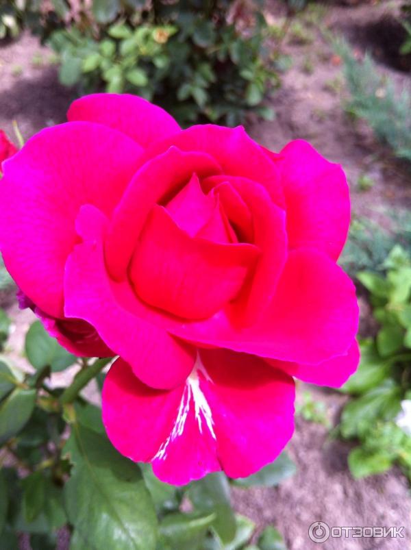 Храм иконы Божей Матери Живоносный источник (Россия, с. Петровка) фото