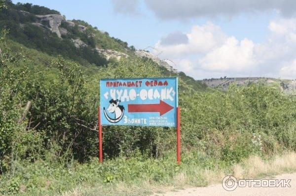 Ослиная ферма Чудо-ослик (Россия, Крым) фото