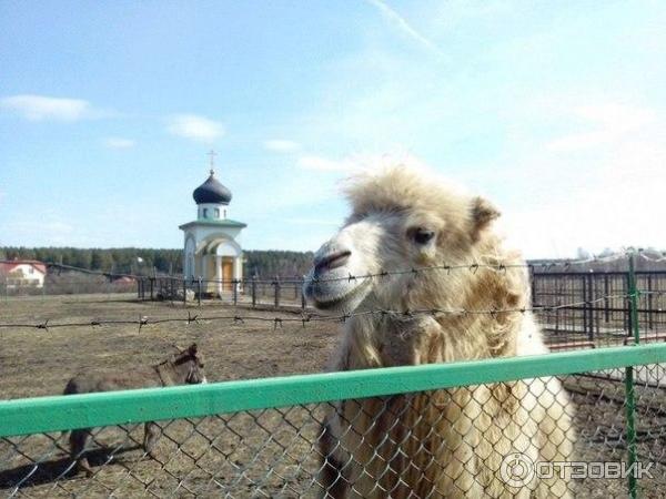 Ослиная ферма Чудо-ослик (Россия, Крым) фото