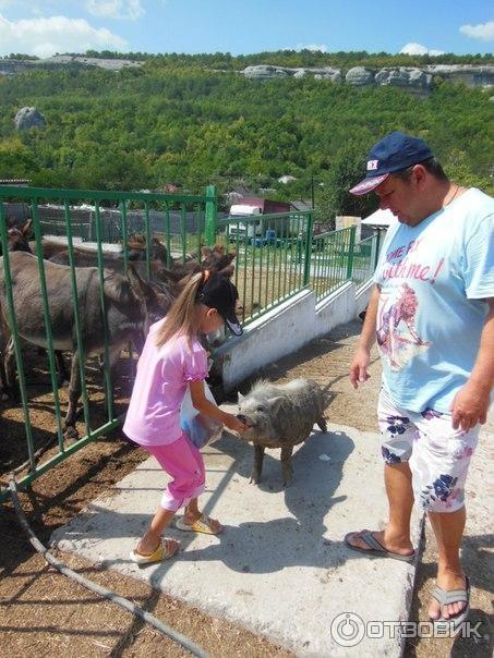 Ослиная ферма Чудо-ослик (Россия, Крым) фото