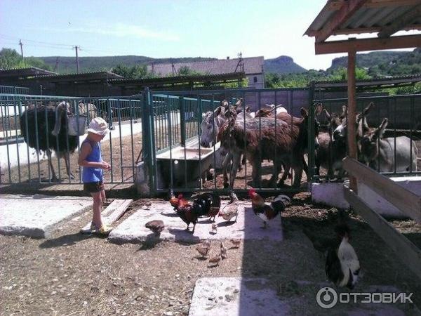 Ослиная ферма Чудо-ослик (Россия, Крым) фото