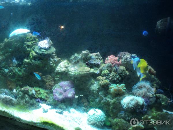 Динопарк Discoveryland (Турция, Манавгат-Илича) фото