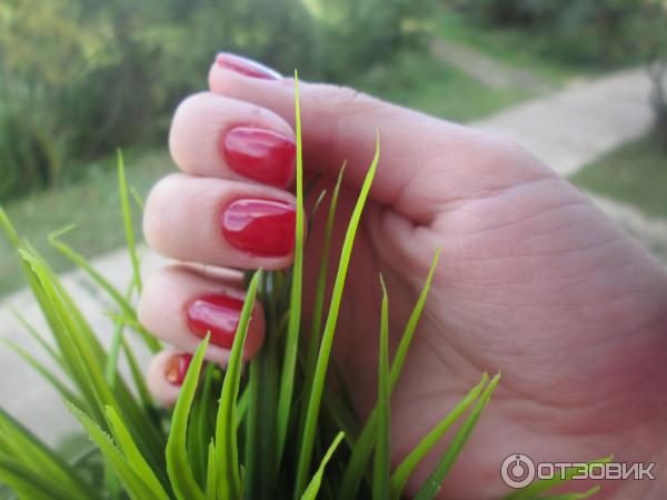 Shellac Decadance при естественном освещении