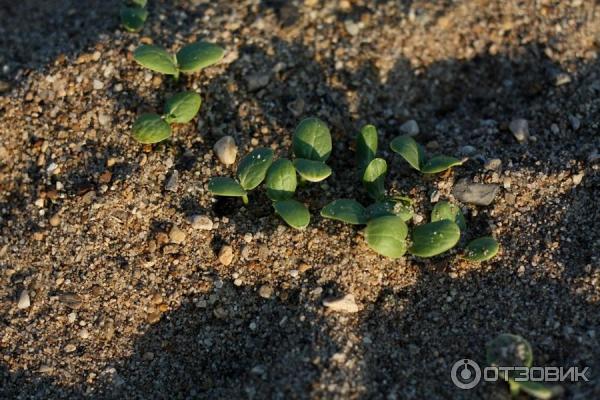 Отдых на реке Яя (Россия, Томская область) фото