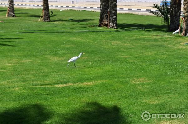 Отель Concorde El Salam Sports Area 5* (Египет, Шарм-эль-Шейх) фото