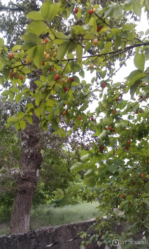 Дольмен Джубга